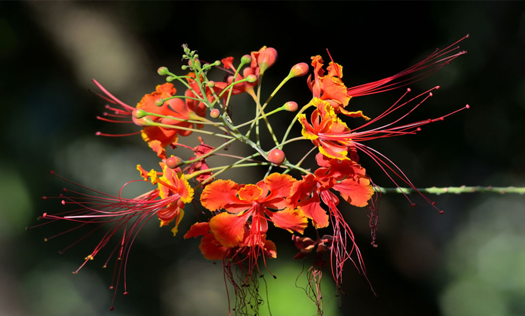 抚州花帮主百科词条创建案例